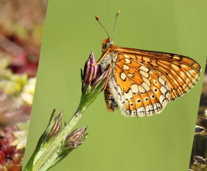 CONCOURS PHOTO 2026 – NATURA2000